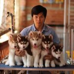 shop cung cấp thú cưng giá rẻ tại Hà Nội