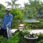 chăm sóc cây xanh uy tín tại TPHCM