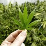 Top 10 lợi ích của cần sa ít ai biết