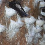 10 lợi ích của yến sào bạn nên biết và bổ sung cho sức khỏe