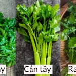 Top 10 lợi ích của rau mùi tây nên tham khảo ngay