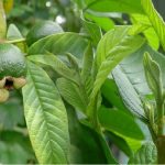 10-loi-ich-cua-la-oi