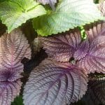 10 Tác dụng của lá tía tô đối với sức khỏe, sắc đẹp