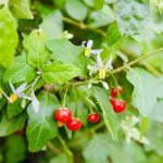 tác dụng của cà gai leo