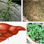 10-cong-dung-cua-cay-cho-de