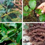 10-cong-dung-cua-ha-thu-o