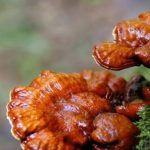 10-cong-dung-cua-nam-linh-chi